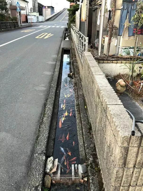 細致到變態(tài)的日本人：搬個行李都能爆紅網絡，真是不得不服啊...