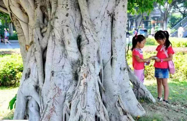 廣州再多高樓，都不如小時(shí)候嘅榕樹頭