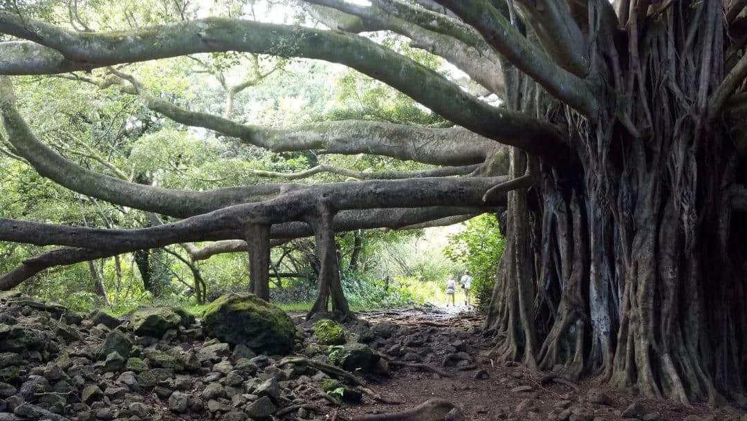 廣州再多高樓，都不如小時(shí)候嘅榕樹頭