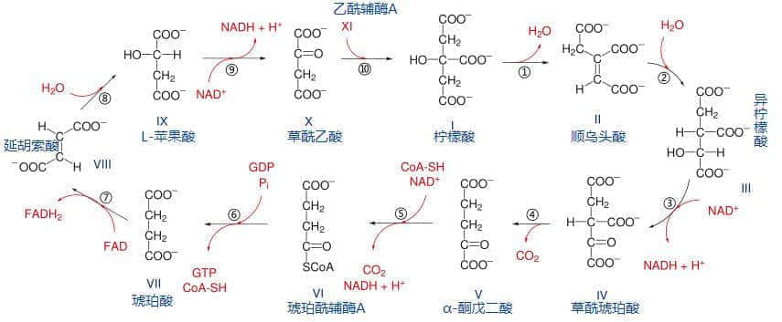 廣東臭屁醋：行走的生化武器，流動的液態(tài)榴蓮