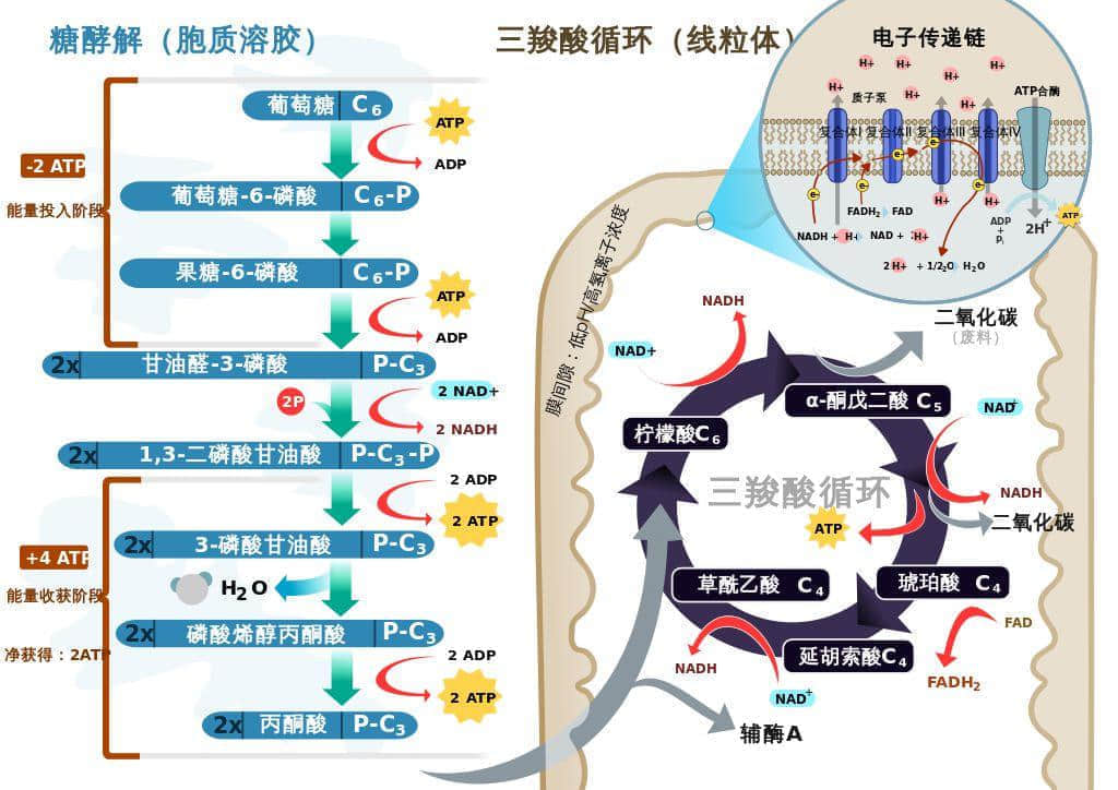 廣東臭屁醋：行走的生化武器，流動的液態(tài)榴蓮