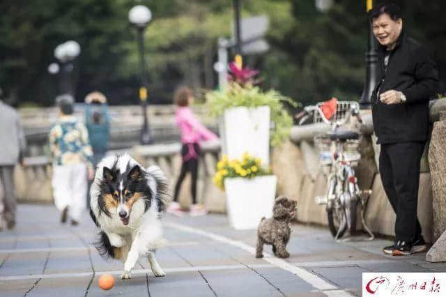 交了十年冤枉錢，廣州養(yǎng)犬管理有變更好嗎？