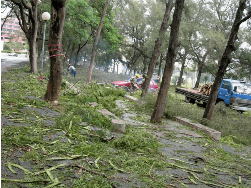 疫情總會(huì)消退，但被殺死的榕樹卻再也回不來