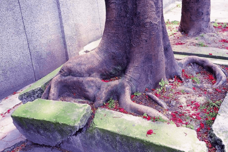 疫情總會(huì)消退，但被殺死的榕樹卻再也回不來