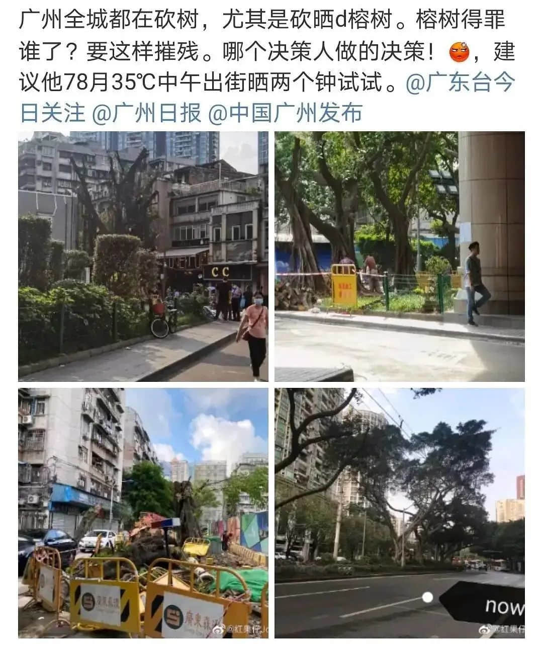 疫情總會(huì)消退，但被殺死的榕樹卻再也回不來