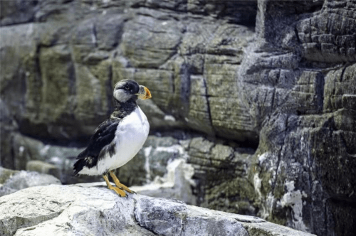 角海鸚幼鳥