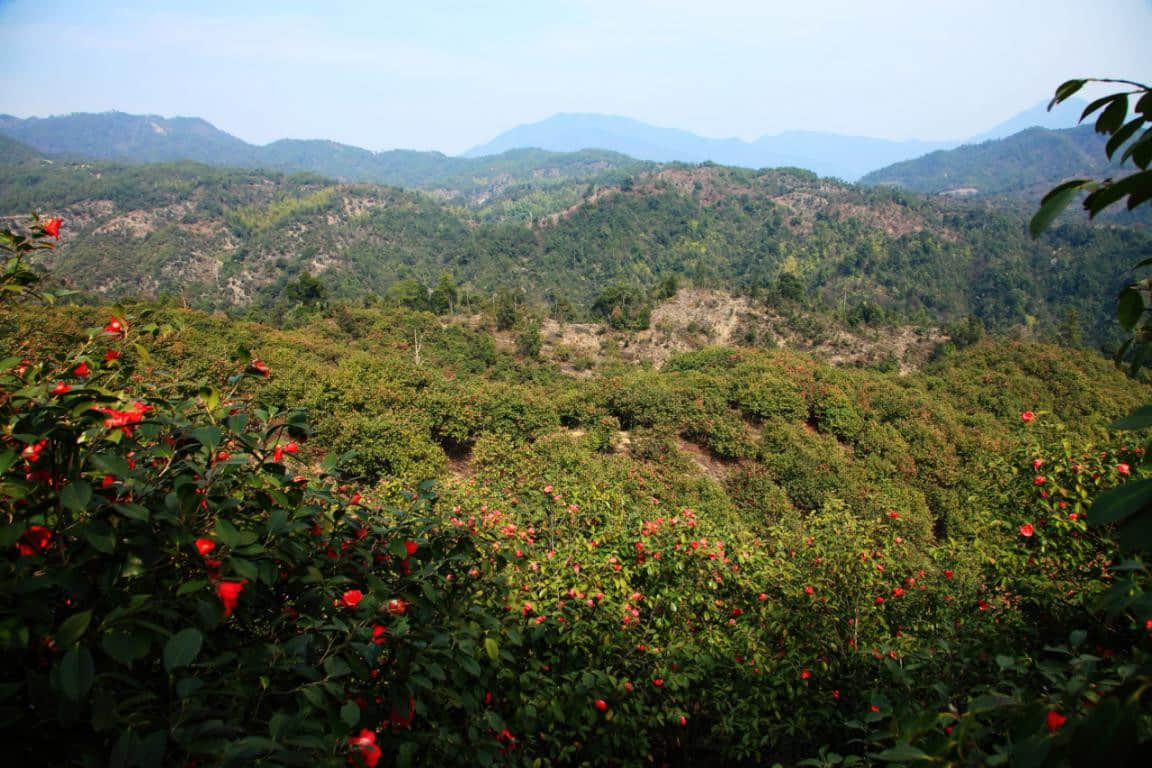 （江西源森油茶科技股份有限公司——紅花油茶基地）