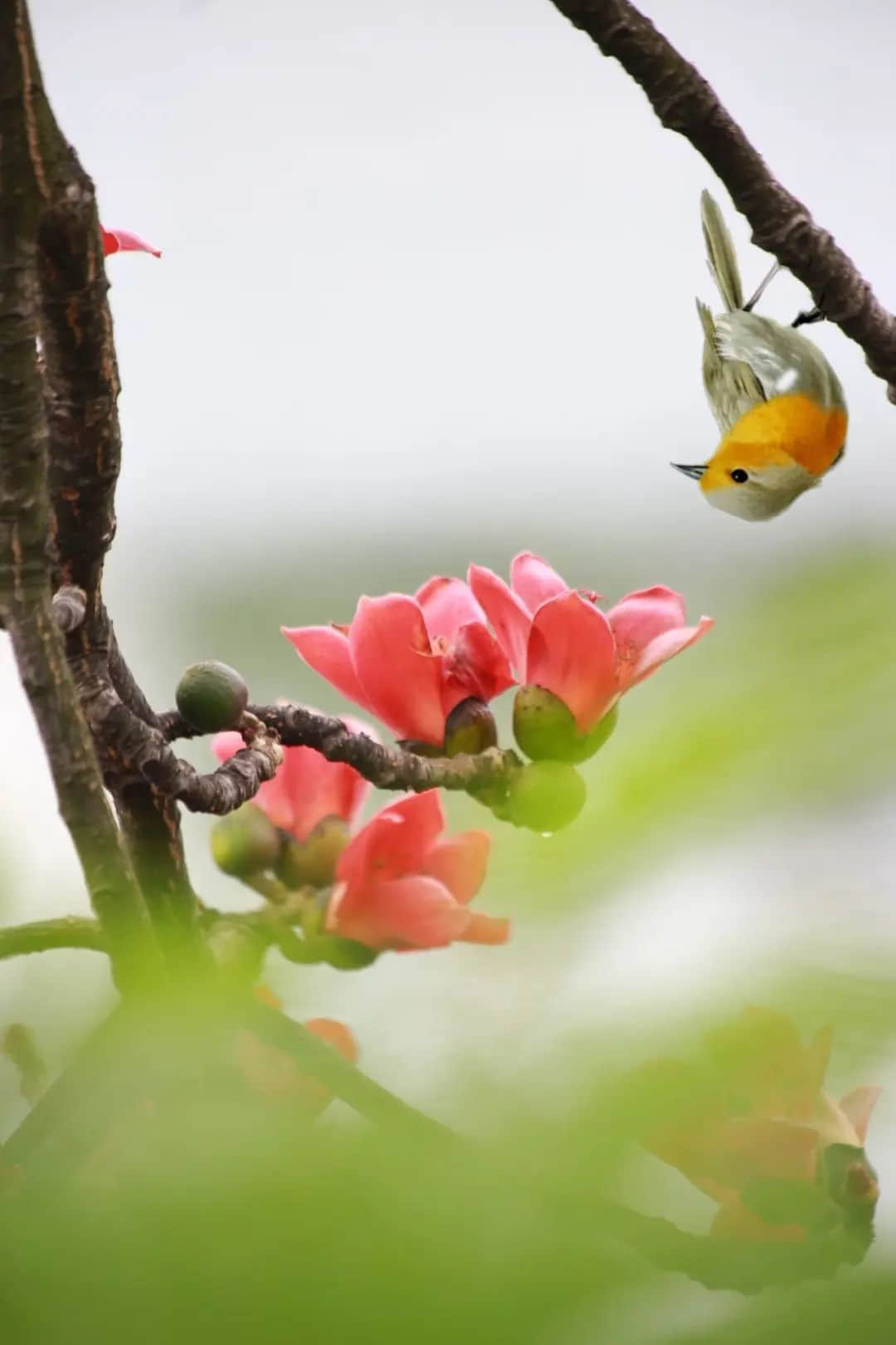 十贊英雄花，鉤沉陳恭伊 || 李建輝