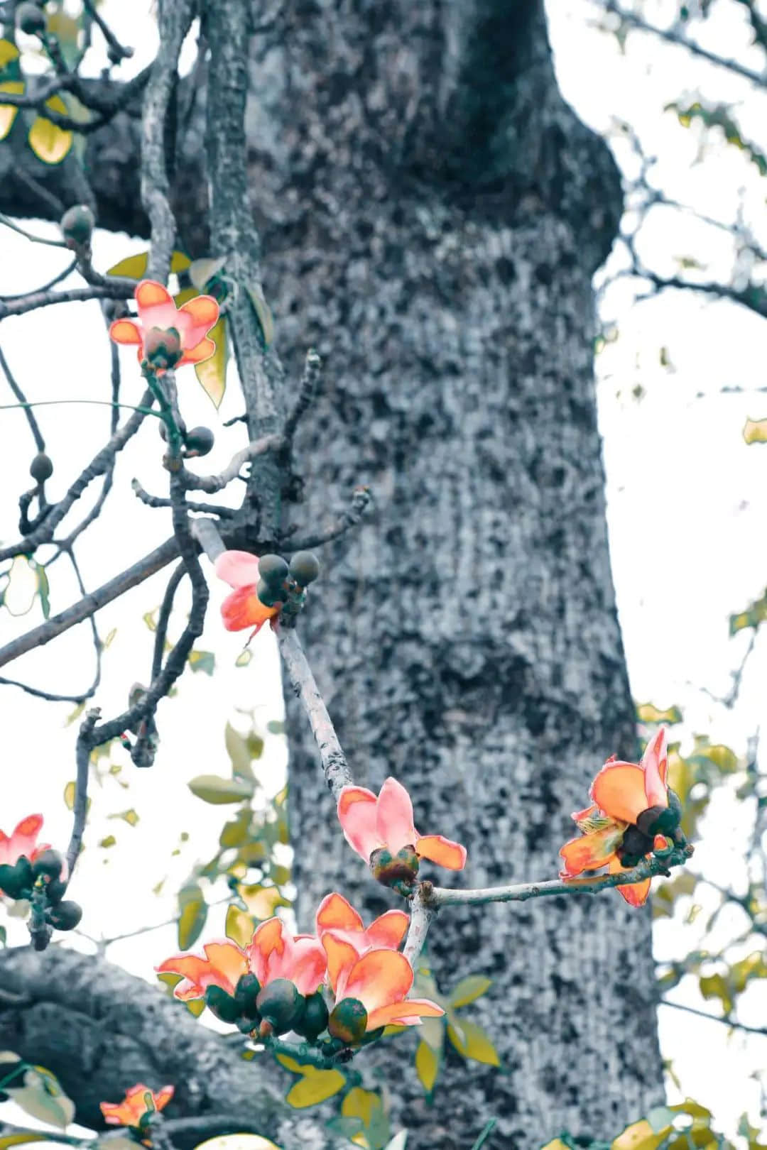 十贊英雄花，鉤沉陳恭伊 || 李建輝