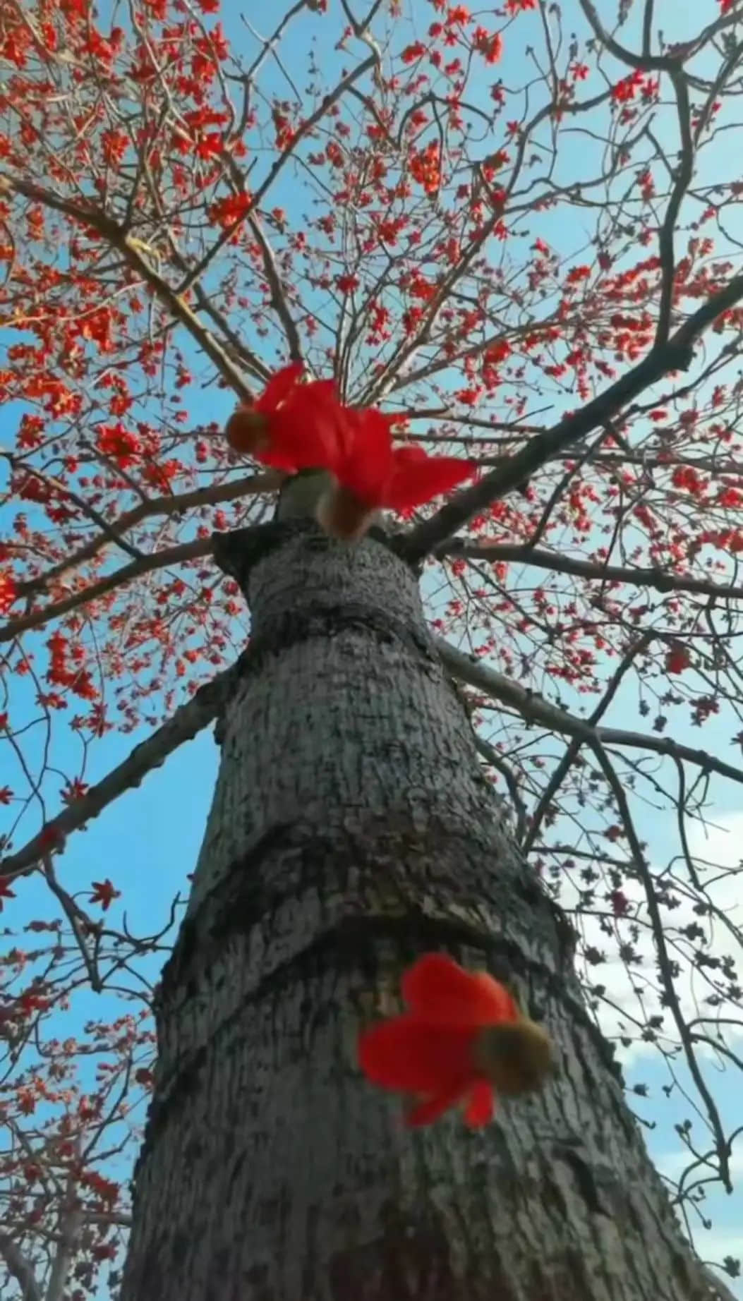 十贊英雄花，鉤沉陳恭伊 || 李建輝