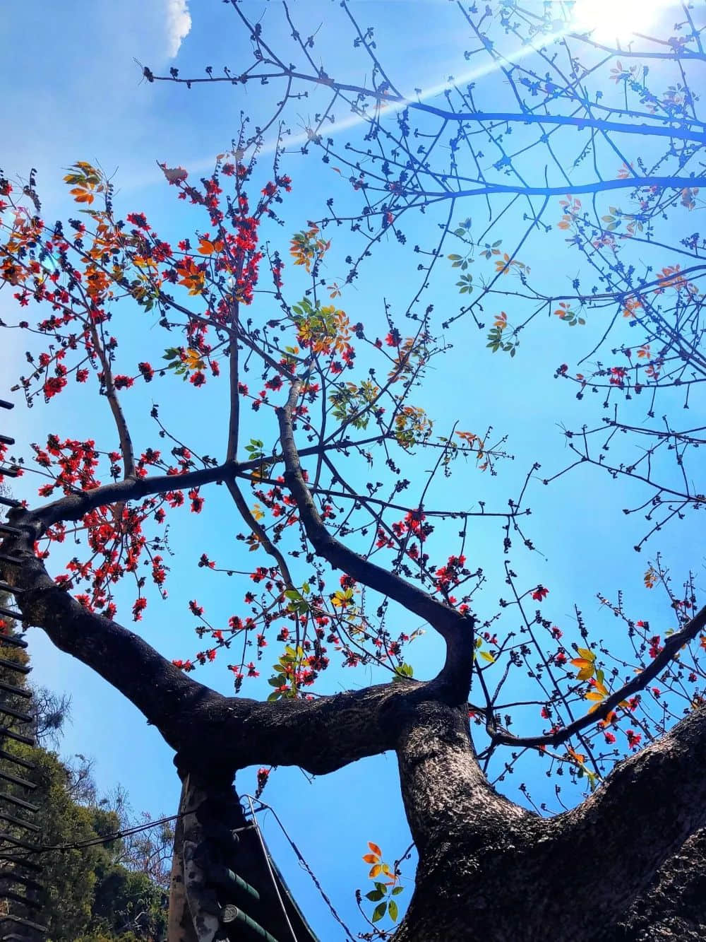 十贊英雄花，鉤沉陳恭伊 || 李建輝