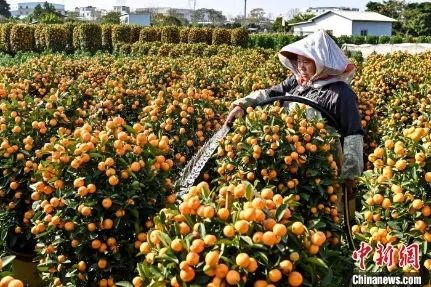 花市有望重開，“羊”城人行花街真系“唔使怕”？