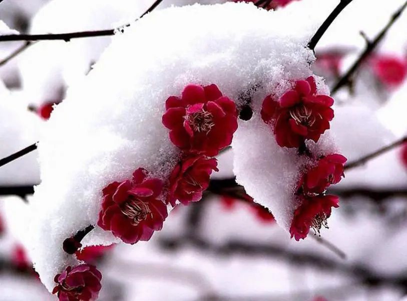 誰說廣州不下雪：網(wǎng)傳周末雪天重現(xiàn)？