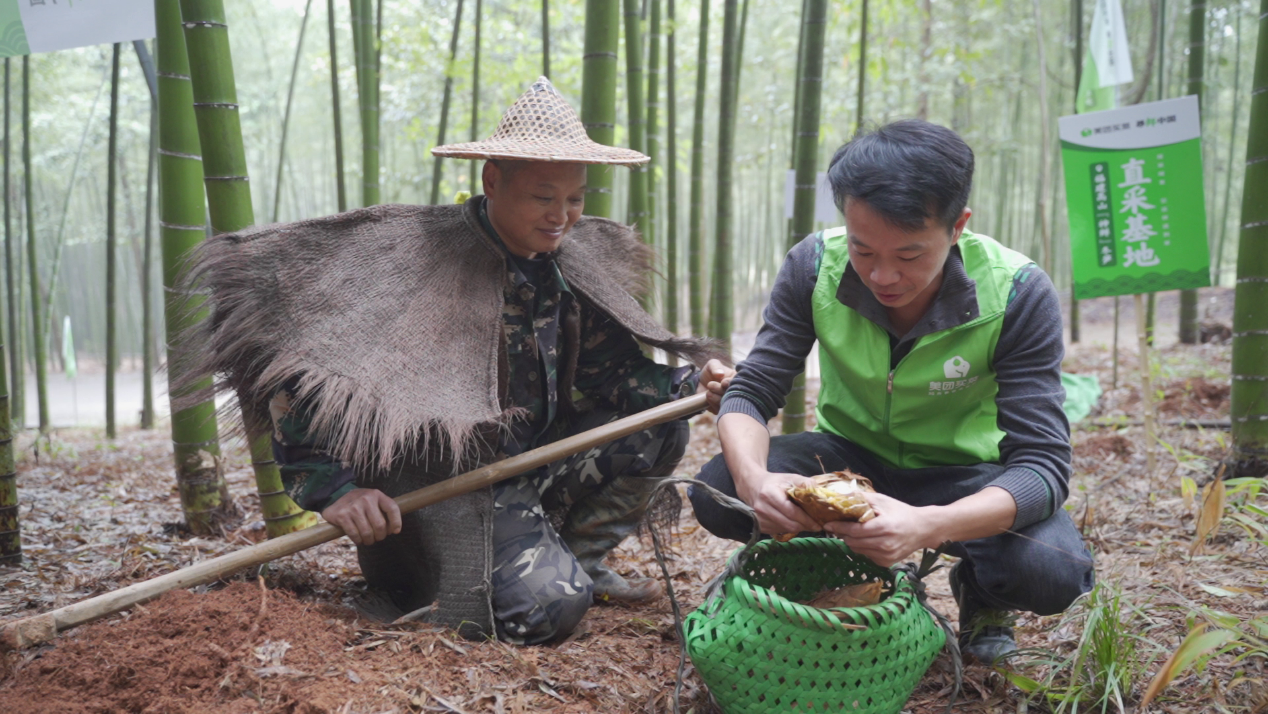 ▲美團(tuán)買(mǎi)菜工作人員正在采摘鮮筍 蔣鑫攝