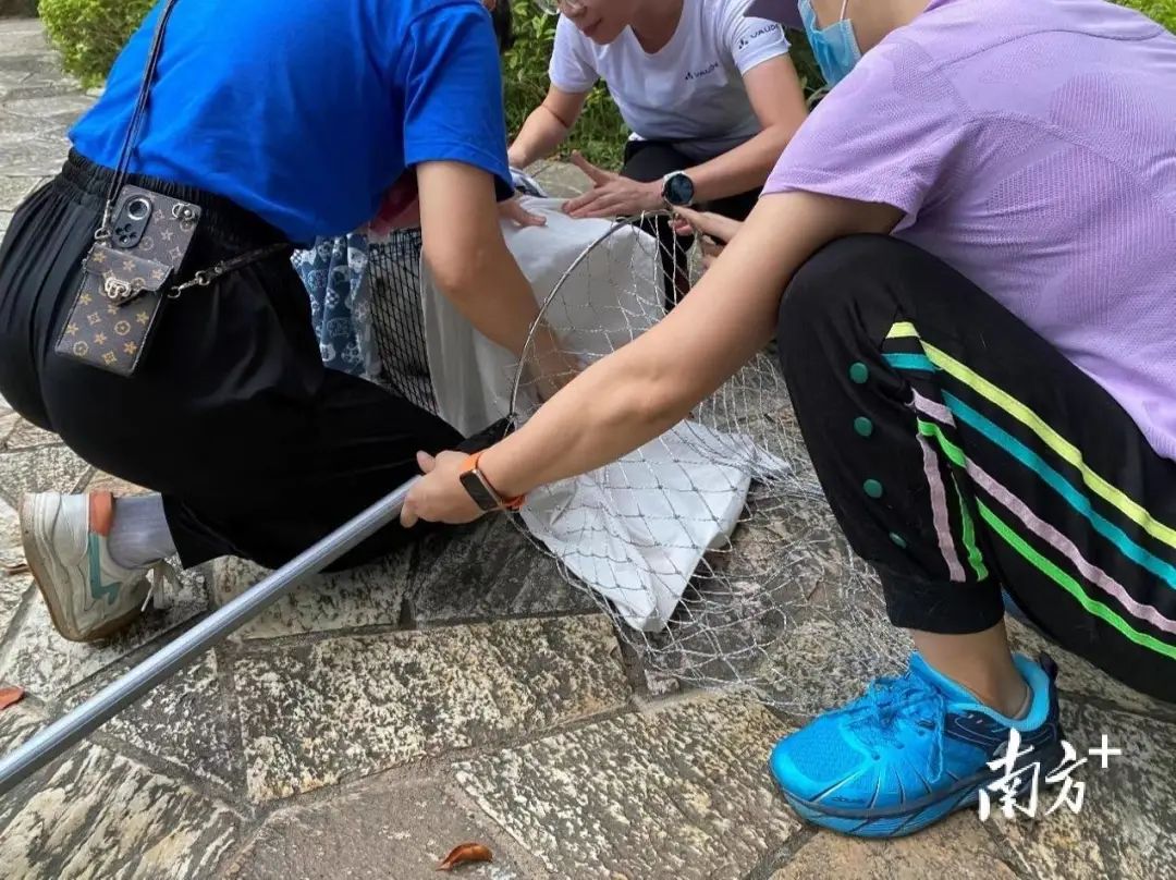 虐貓團(tuán)伙預(yù)謀在廣州公園下毒手，流浪貓命運(yùn)如何？