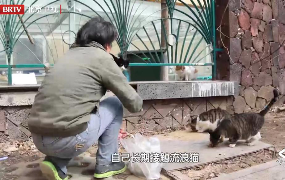 虐貓團(tuán)伙預(yù)謀在廣州公園下毒手，流浪貓命運(yùn)如何？