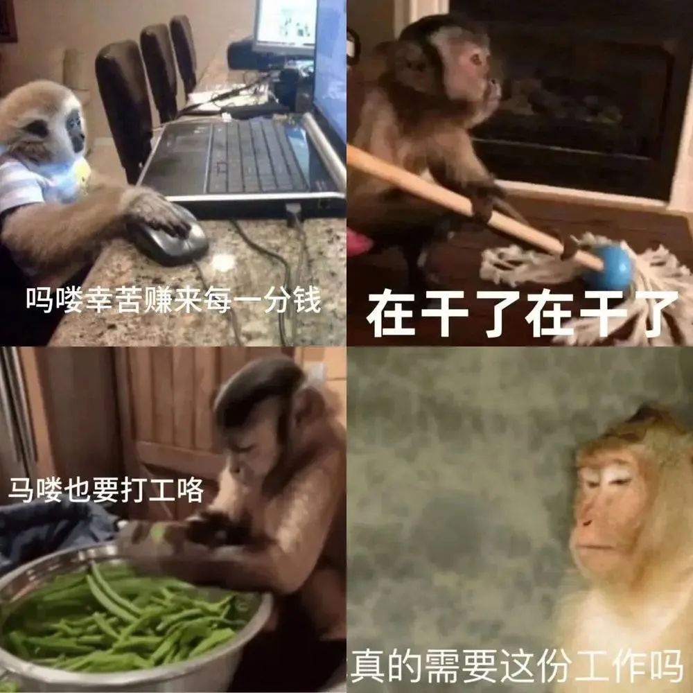 粵語為何稱猴子為馬騮，猴和馬怎么扯上關(guān)系的呢？