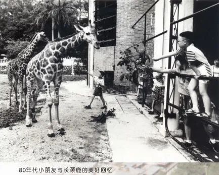 66歲的廣州動物園改造：該以人還是以動物為本？