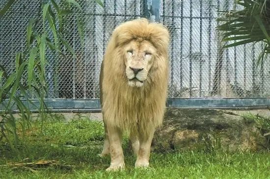 66歲的廣州動物園改造：該以人還是以動物為本？