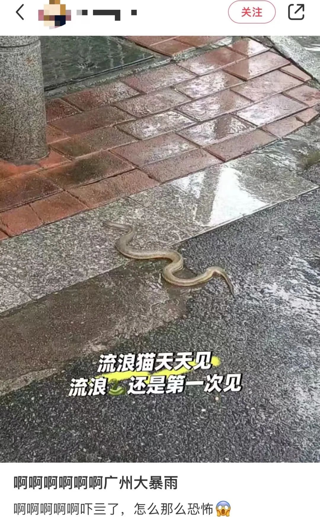 暴雨下的廣州：天河有河，番禺有魚