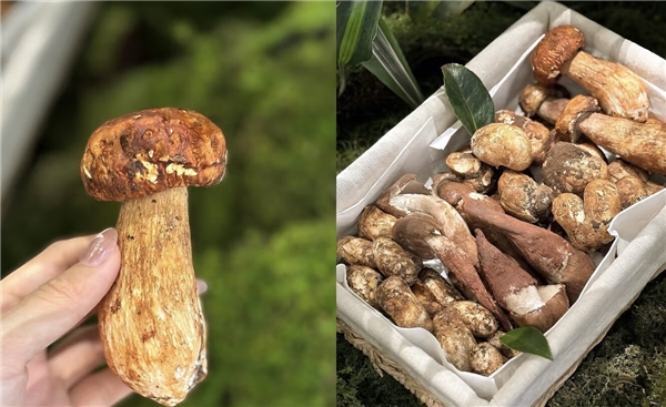 “蘑”法山珍平價(jià)嘗鮮! 京東七鮮香格里拉松茸99元開搶
