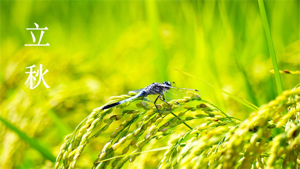 立秋換季 ：清爽告別夏日，與初秋溫柔邂逅